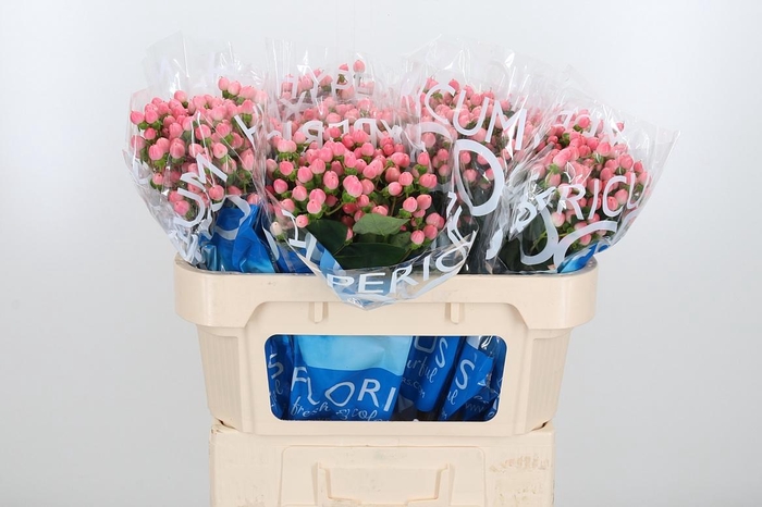 <h4>Hyp Coco Casino</h4>