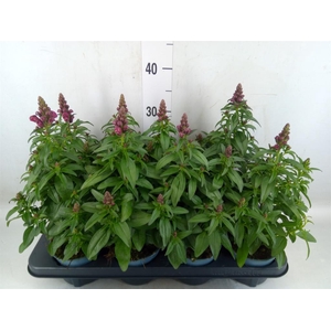 Antirrhinum majus   ...