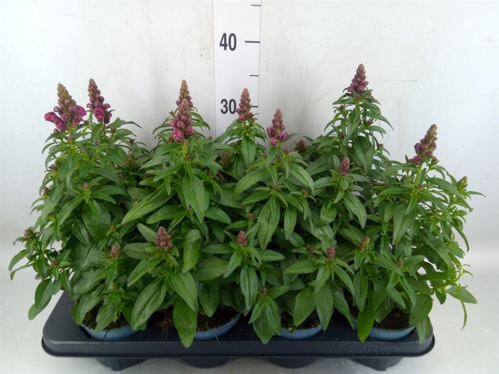 <h4>Antirrhinum majus   ...</h4>