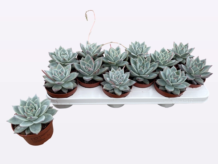 <h4>ECHEV COLORATA</h4>