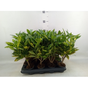 Codiaeum var. KL 'Gold Sun'