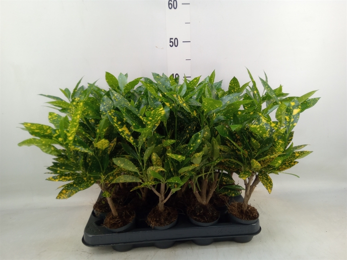 <h4>Codiaeum var. KL 'Gold Sun'</h4>