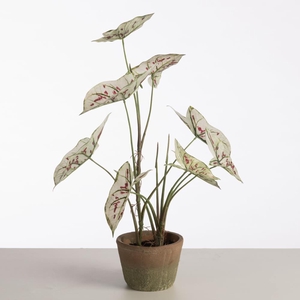 AF Caladium pot 59cm White/Red