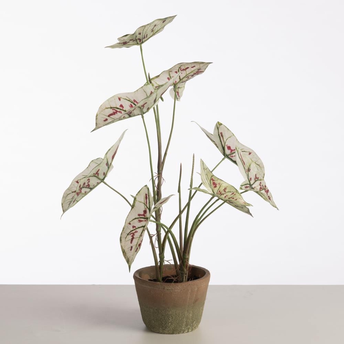 <h4>AF Caladium pot 59cm White/Red</h4>