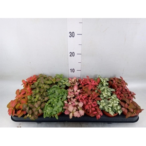 Fittonia   ...mix 7