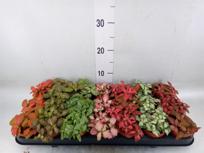 <h4>Fittonia   ...mix 7</h4>