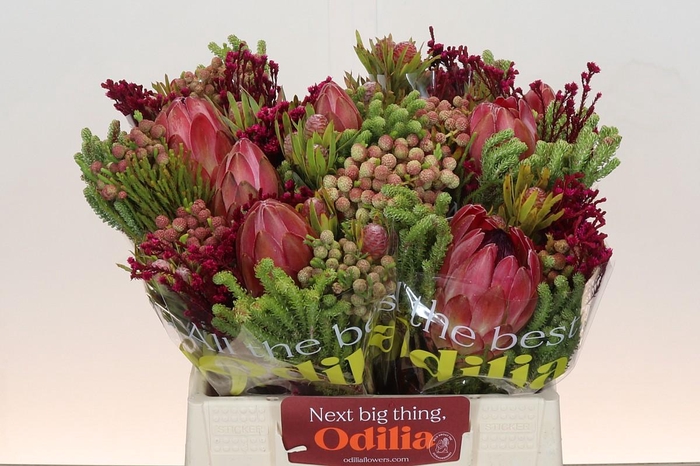 <h4>BQ Protea Silvia SFB</h4>