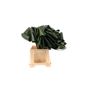 Aspidistra Gevouwen Green |invest