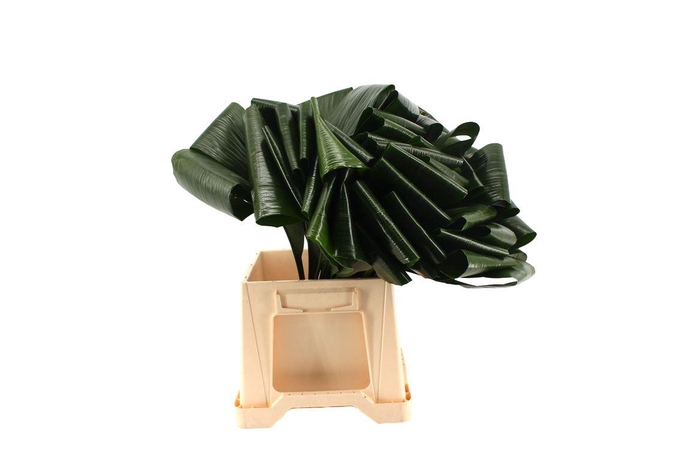 <h4>Aspidistra Gevouwen Green |invest</h4>