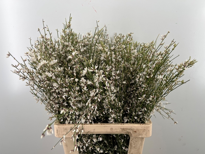 <h4>GEN OV WIT BS</h4>