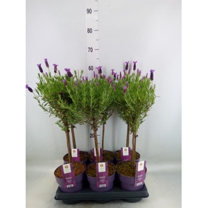 Lavandula stoec. 'Anouk'