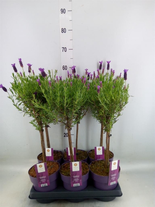 <h4>Lavandula stoec. 'Anouk'</h4>