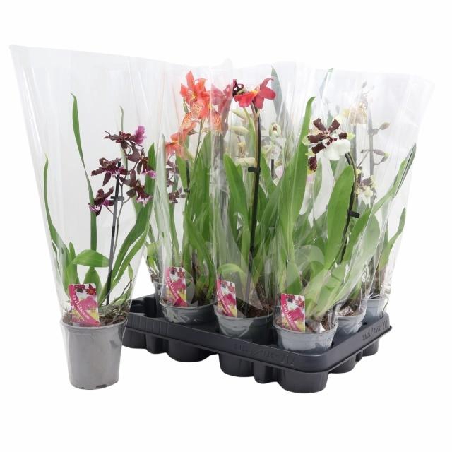 <h4>ORCHIDEEEN GEM</h4>