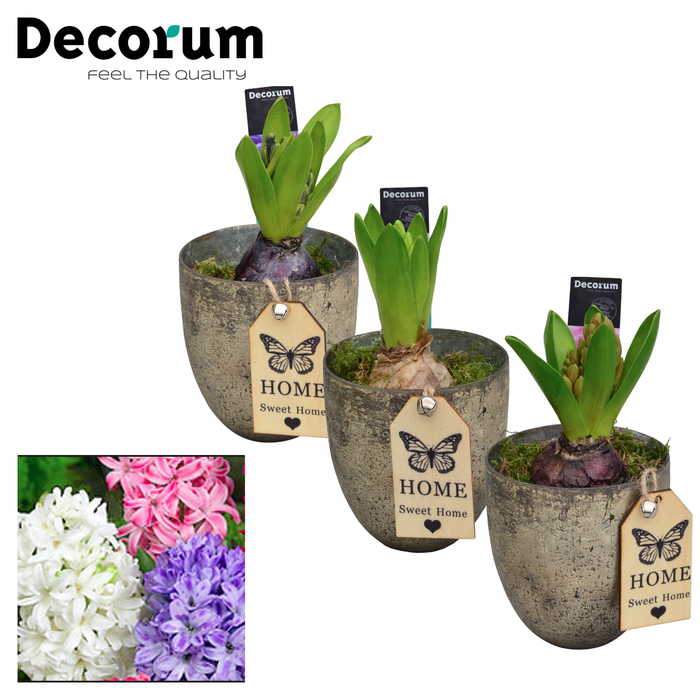 <h4>ARR HYACINTH</h4>