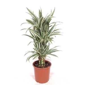 Dracaena White Stripe