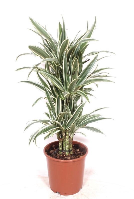 <h4>Dracaena White Stripe</h4>