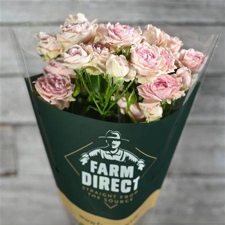 <h4>R Tr Candy Flow</h4>