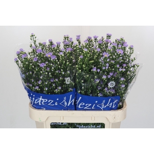 Aster Cassandra