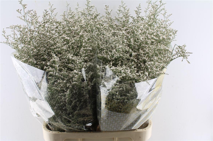 <h4>Lim Misty White</h4>