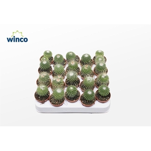 Mammillaria Spinosisima Un Pico