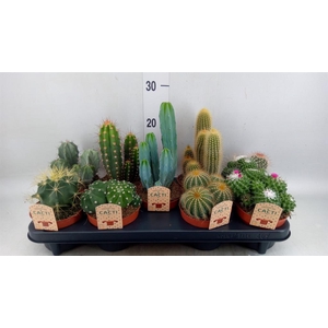 Cactus   ...mix