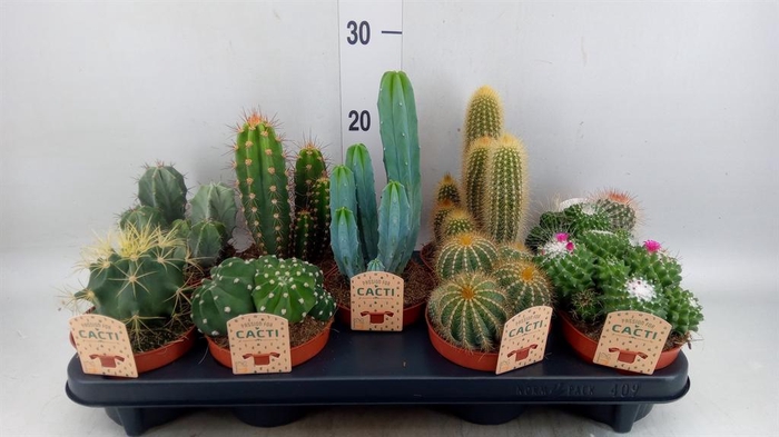 <h4>Cactus   ...mix</h4>
