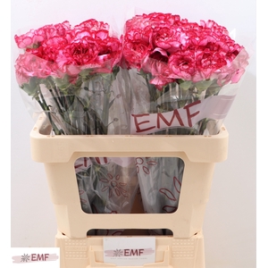 DI ST BACARAT PURPLE