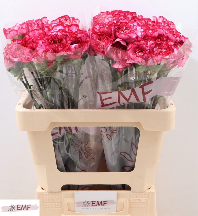 <h4>DI ST BACARAT PURPLE</h4>