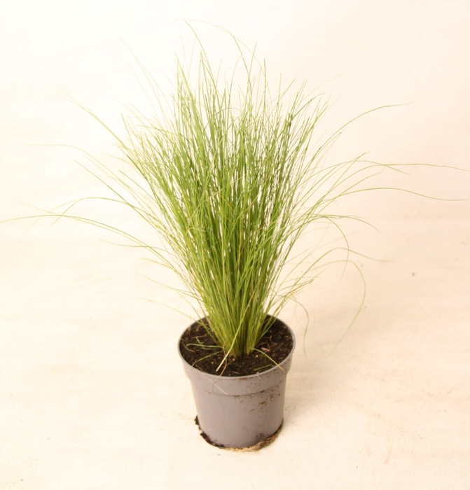 <h4>Stipa Tenacissima</h4>