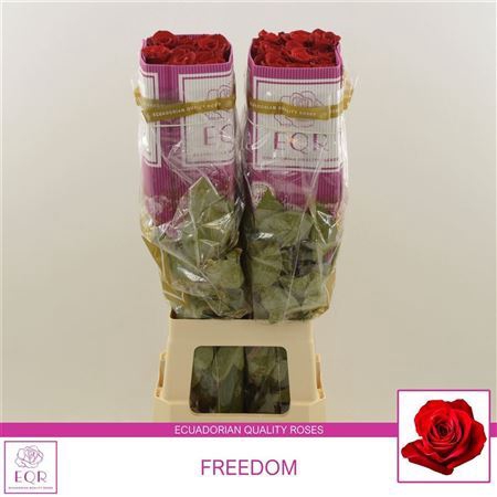 <h4>Rosa grootbloemig Freedom</h4>