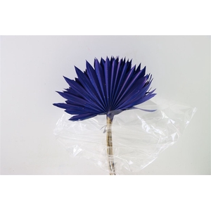 Dried Palm Sun 6pc Dark Blue Bunch