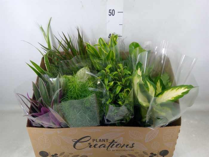 <h4>Planten Groen   ...mix 12</h4>