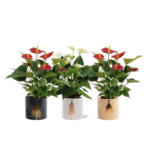 <h4>Anthurium Red & White mix in Manon 3 ceramics</h4>