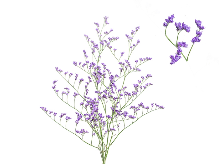 <h4>LIMONIUM ANNET BLUE 080 CM</h4>