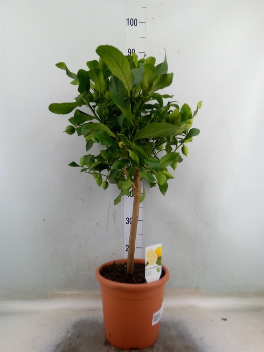 <h4>Citrus   ...</h4>