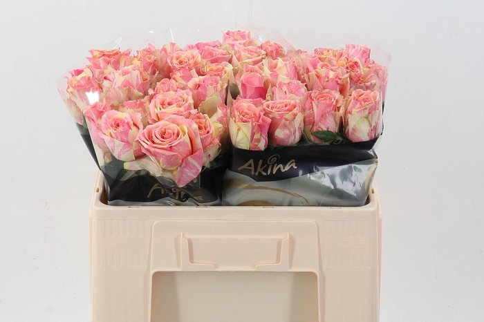 <h4>R Gr Fiesta+</h4>