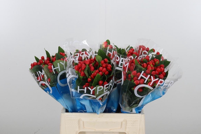 <h4>Hyp Coco Diablo</h4>