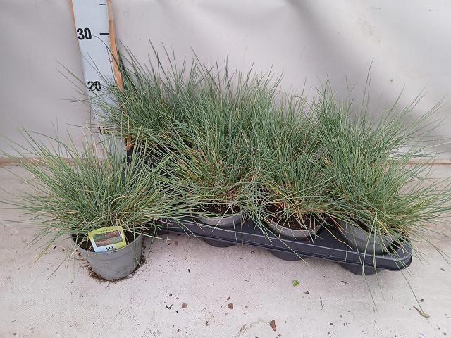 <h4>FEST GLAUCA</h4>