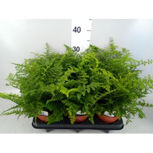Asplenium  'Parvati'