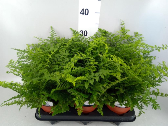 <h4>Asplenium  'Parvati'</h4>