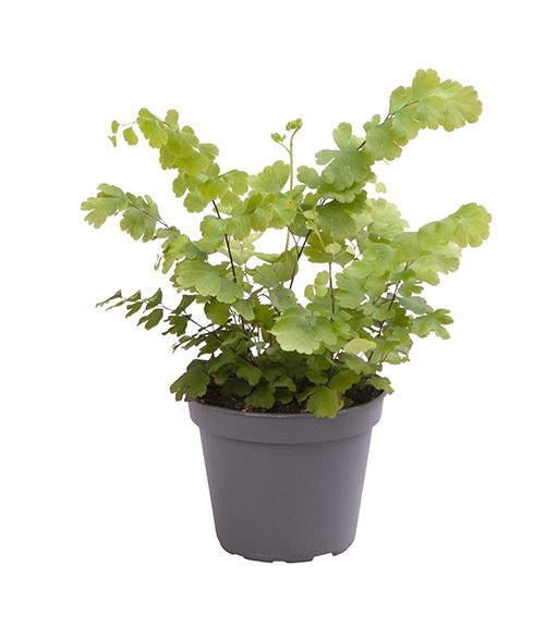 <h4>ADIANTUM RADDIANUM P6 FRITZ LUTHI</h4>