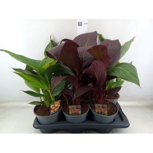 Canna   ...not flowering