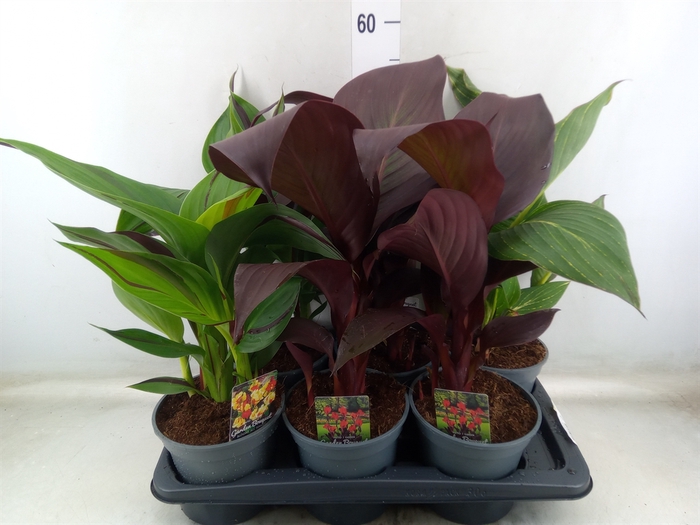 <h4>Canna   ...not flowering</h4>