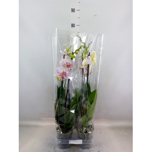 Phalaenopsis  'Bohemian Goya'