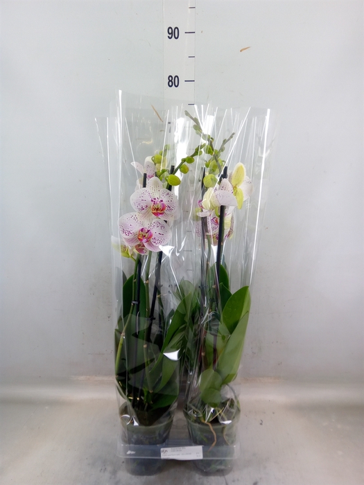 <h4>Phalaenopsis  'Bohemian Goya'</h4>