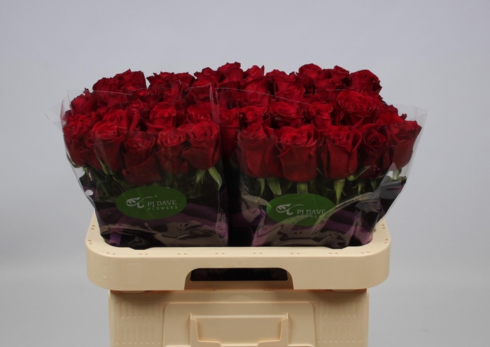 <h4>R GR EVER RED</h4>