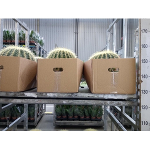 Echinocactus grusonii