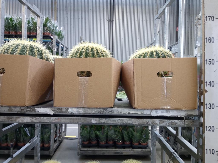 <h4>Echinocactus grusonii</h4>