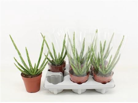 <h4>Aloe Vera</h4>