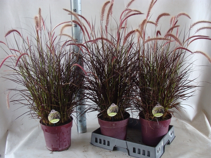 <h4>Pennisetum advena 'Rubrum'</h4>